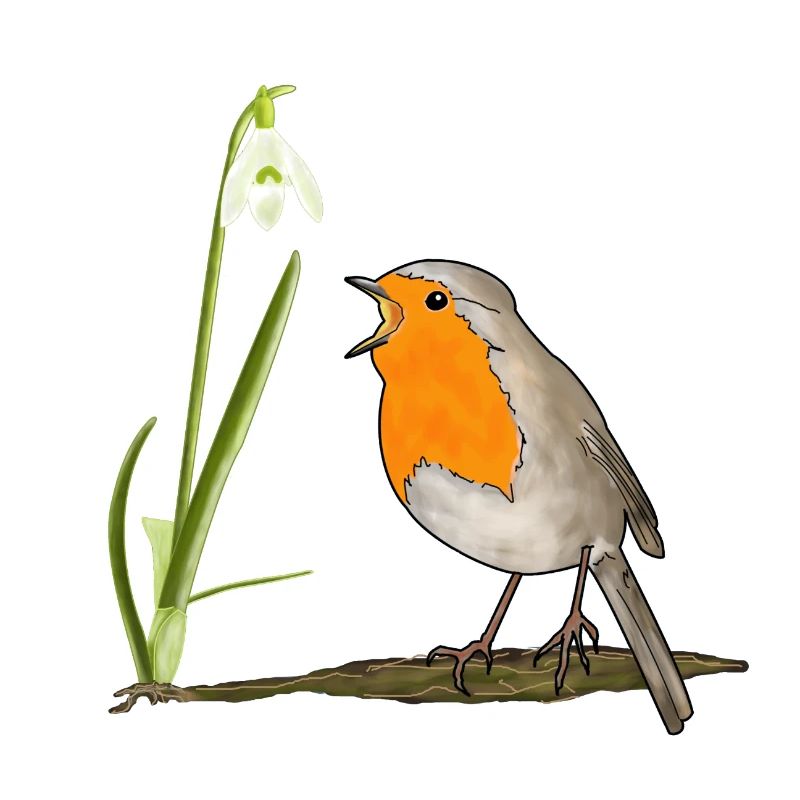 Spring, robins, snowdrops