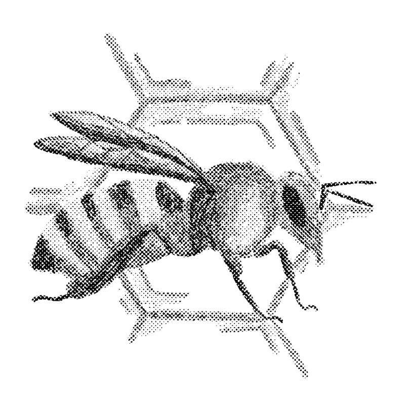 Bee