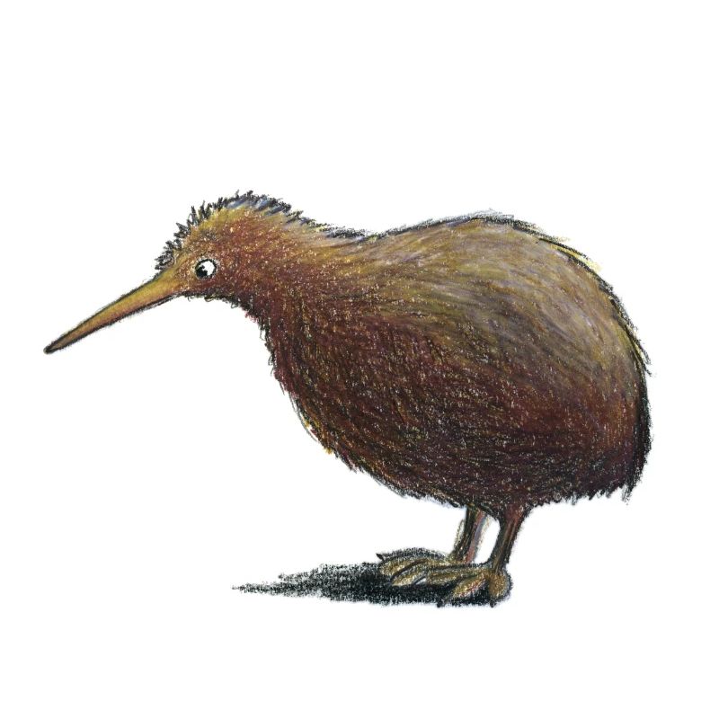 kiwi