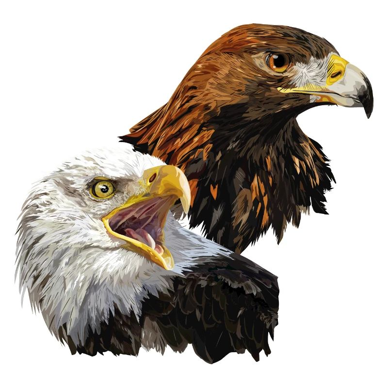 Pygargue à tête blanche et aigle royal