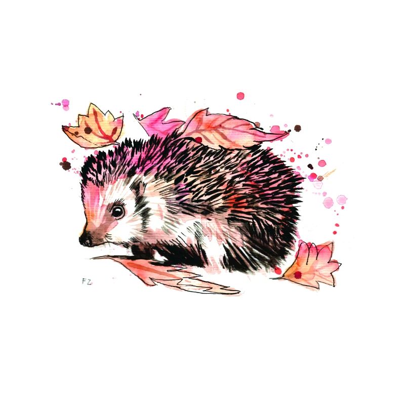 Hedgehog foraging