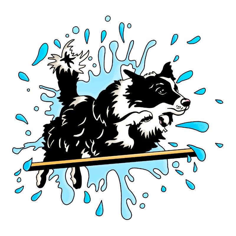 border collie agility splash blue