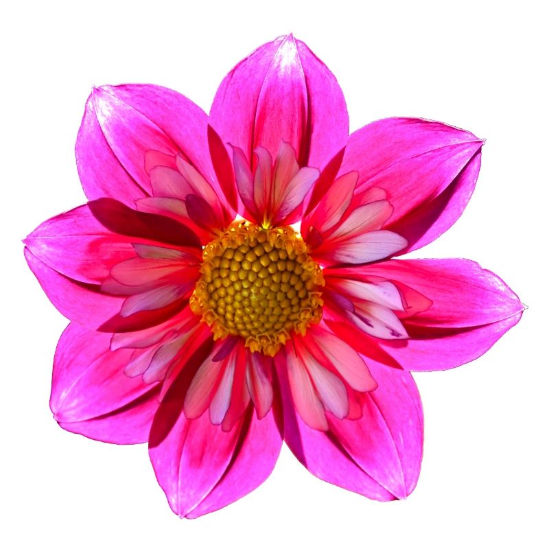 Dahlia Shade