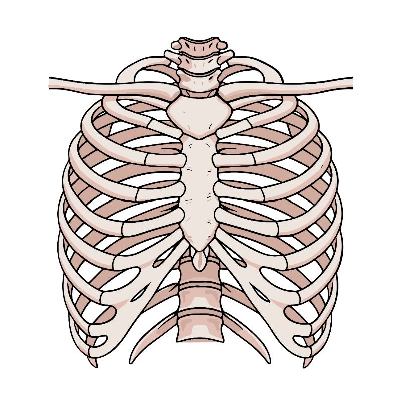 Anatomical sternum and rib structure