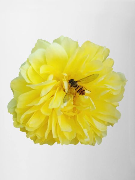 Yellow_Rose_-_Bee_Nature_Photography