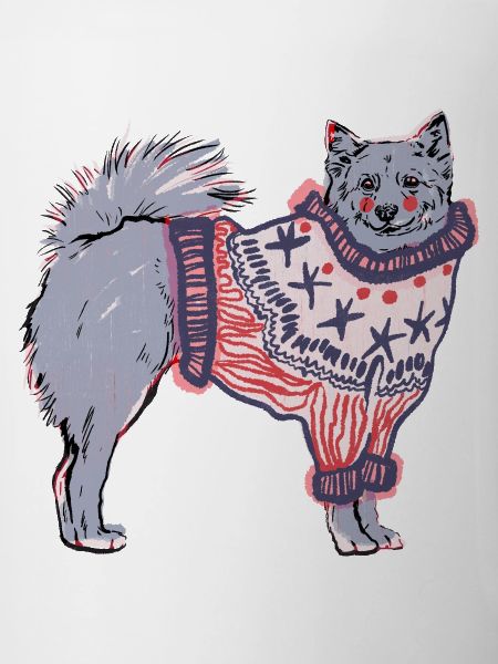 FINNISCHER SPITZ IM JUMPER