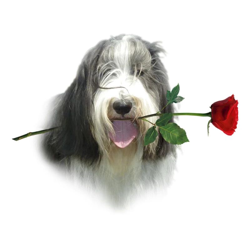 Bearded Collie-Rose