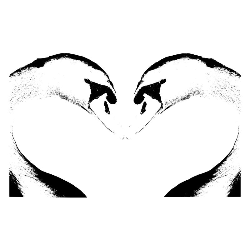 cygne