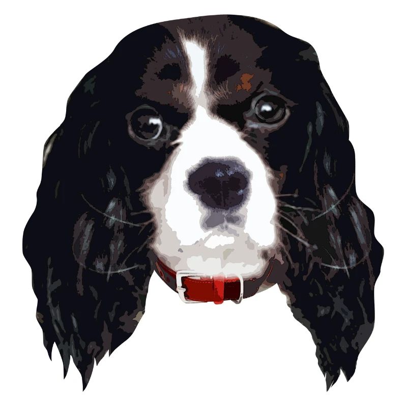 cavalierkingcharlesspaniel_face005