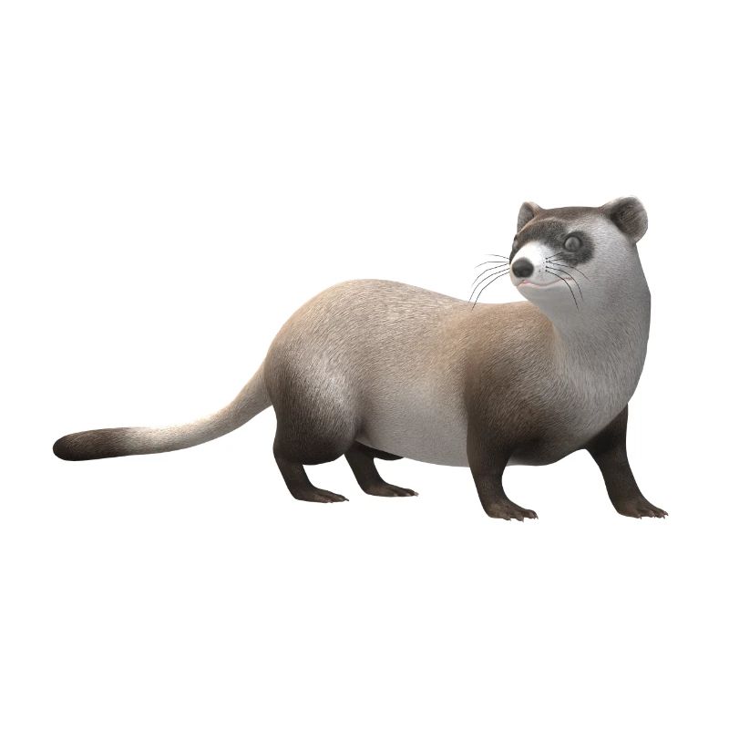 3D weasel