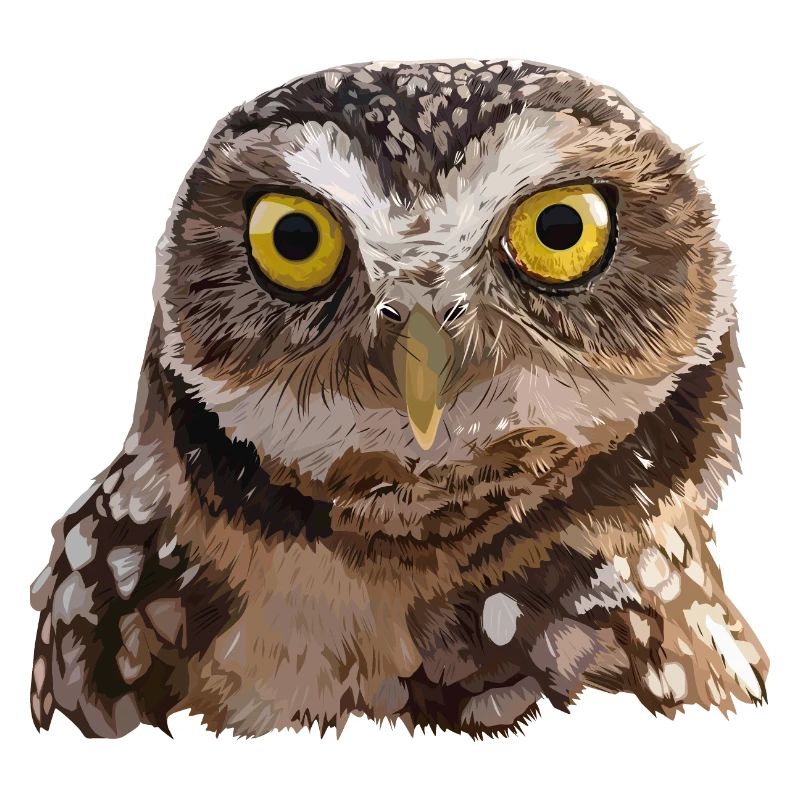 Burrowing Owl