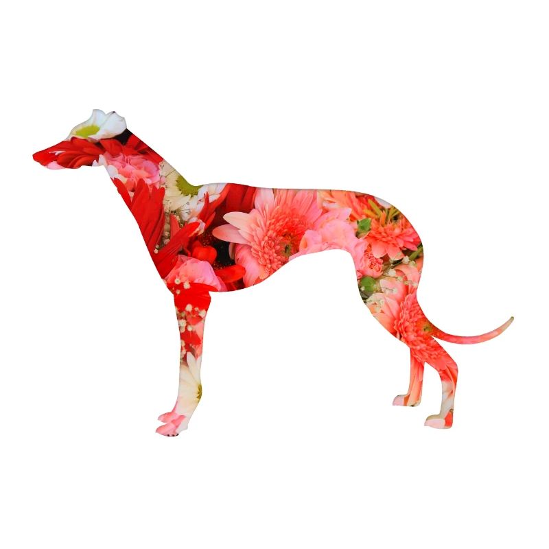 Greyhound comme silhouette florale