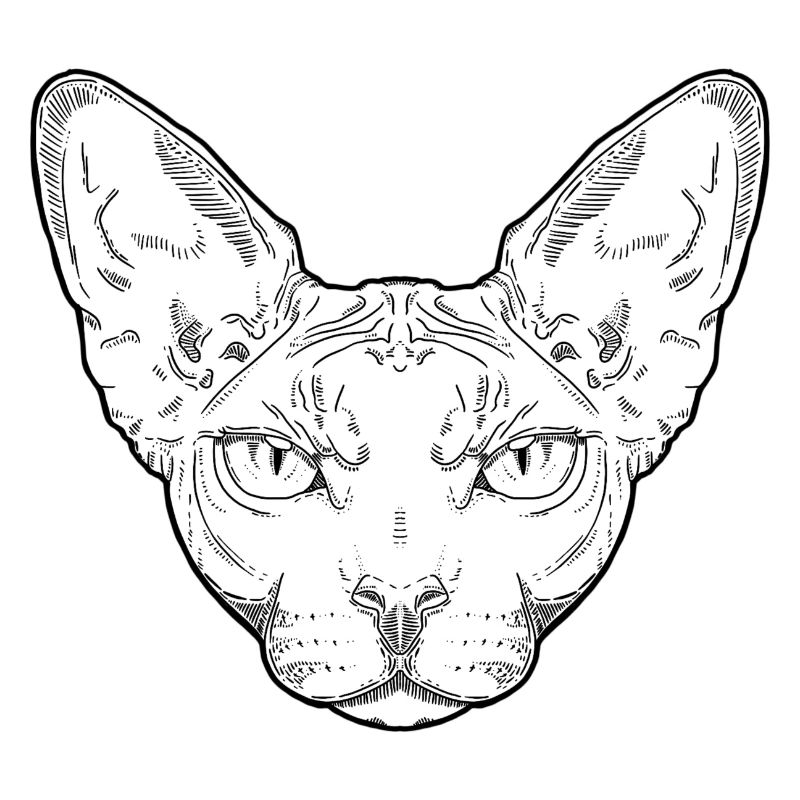 Sphynx || Annie.