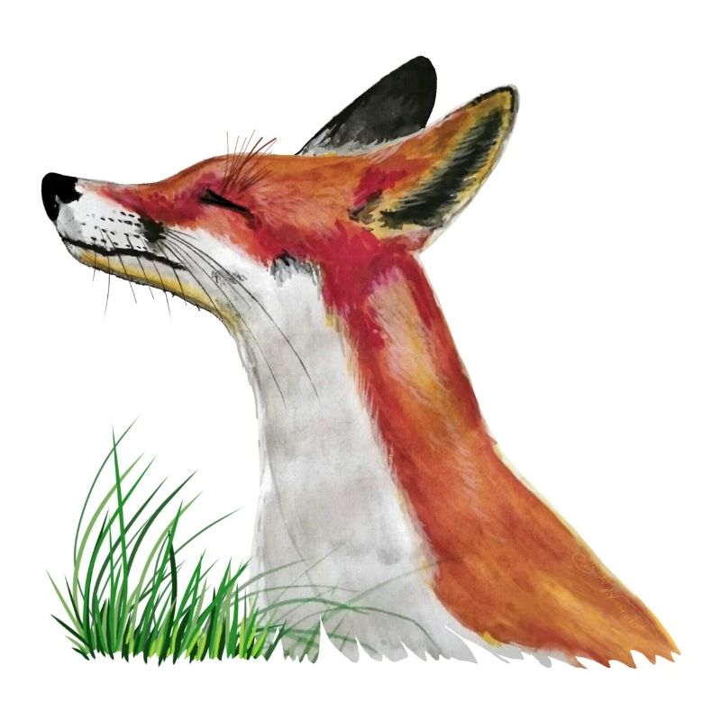Le petit renard