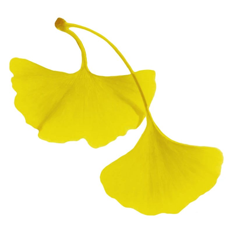 Feuilles de ginko