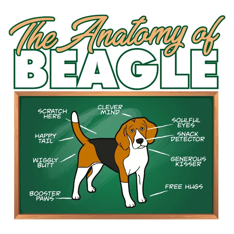 Anatomie d’un Beagle I Drôle Beagle