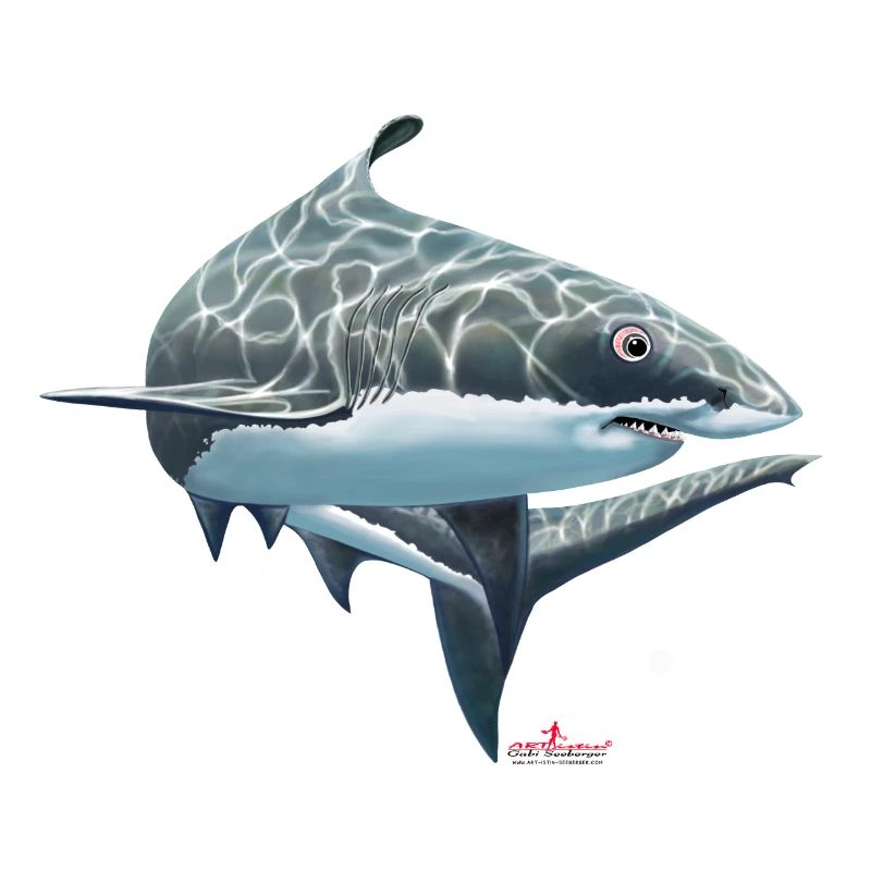 Grand requin blanc / requin