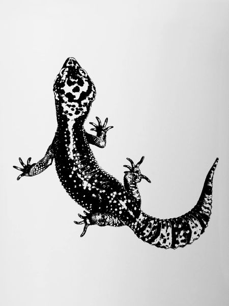 Léopardgecko / Gecko