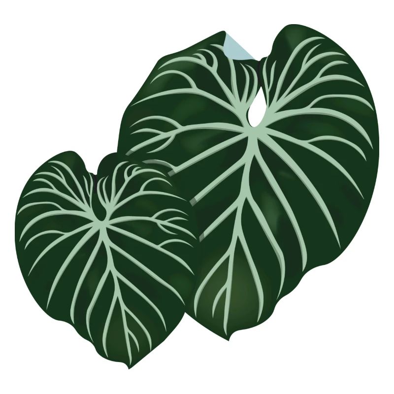 Philodendron Gloriosum