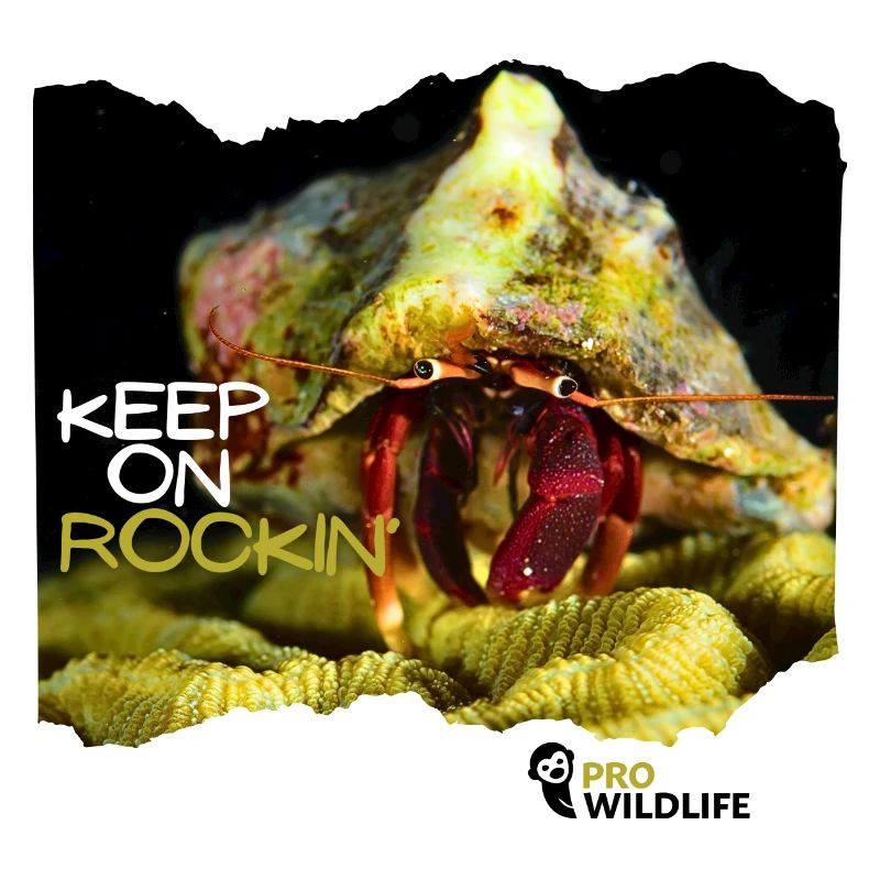 KEEP ON ROCKIN' - Krabbe