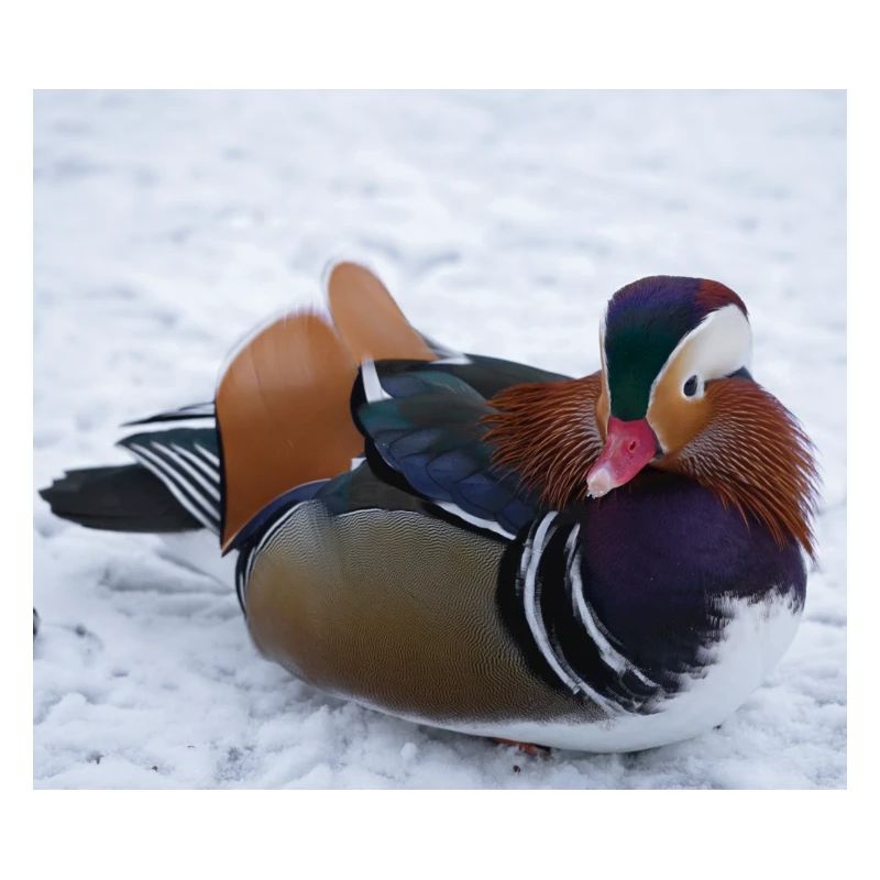 Mandarinente