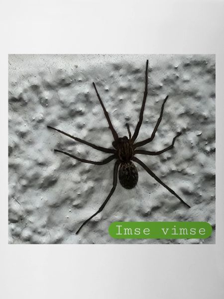 Spinne