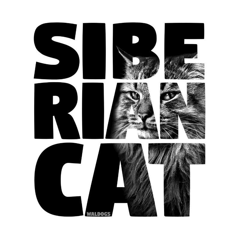 Chat Sibérien Noir
