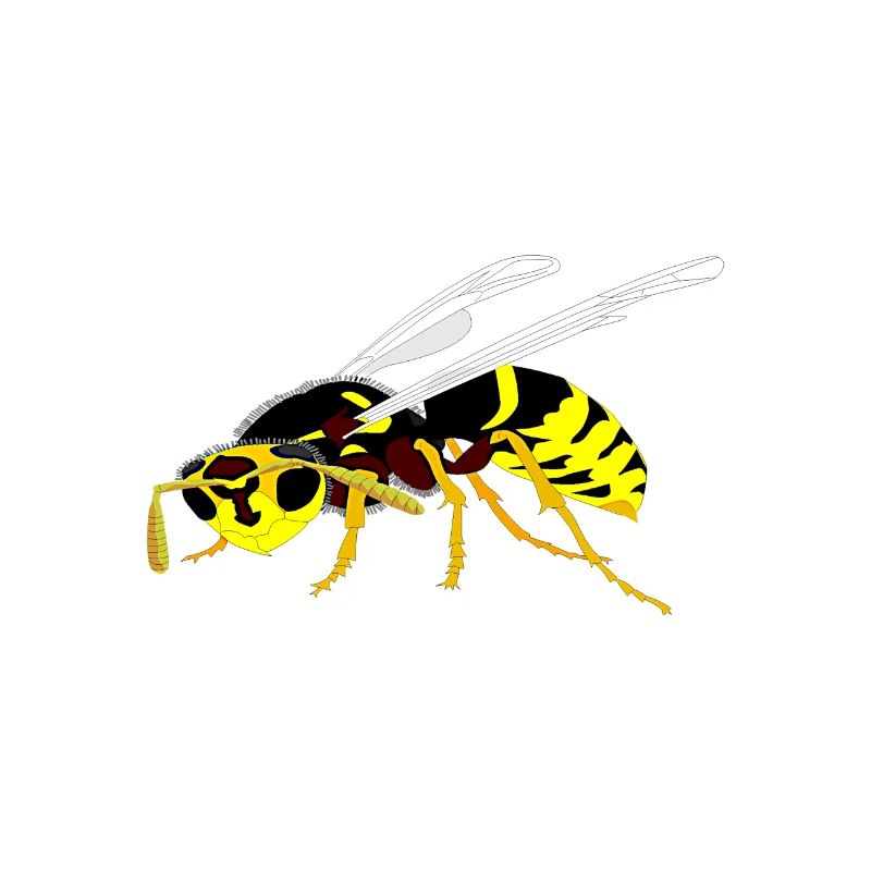 Wespe