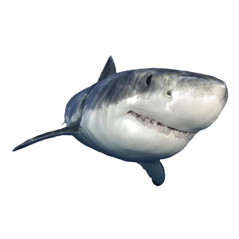 requin