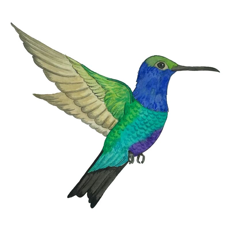 Colibri du paradis