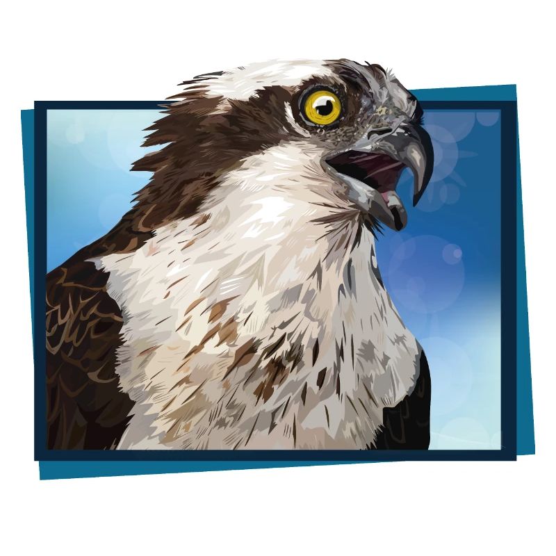 Balbuzard