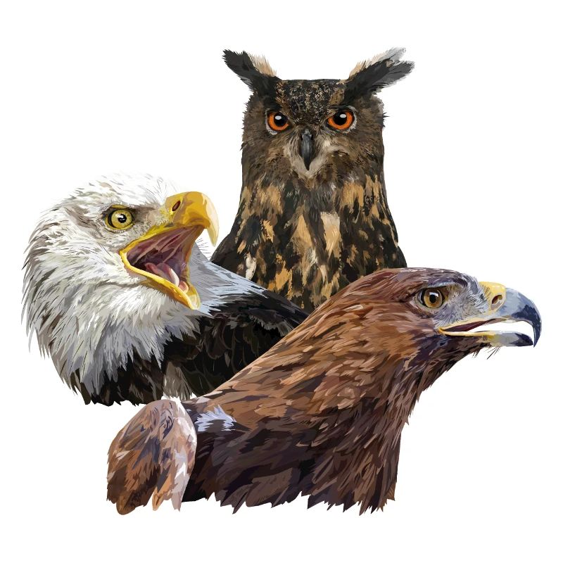 Hibou et aigles