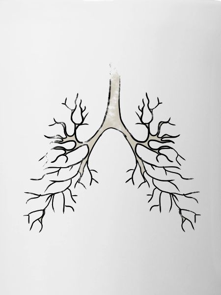 Bronchique Anatomie