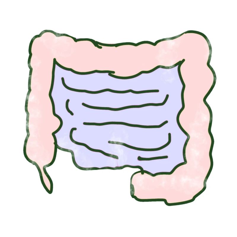 Organe intestinal