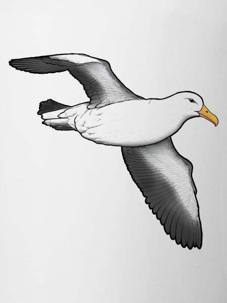 Albatross flying