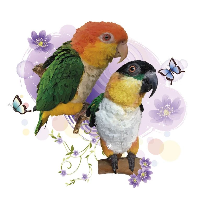 Caiques