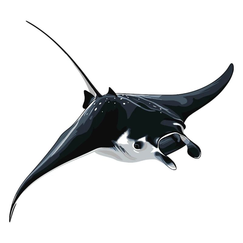 Rays Manta Rays