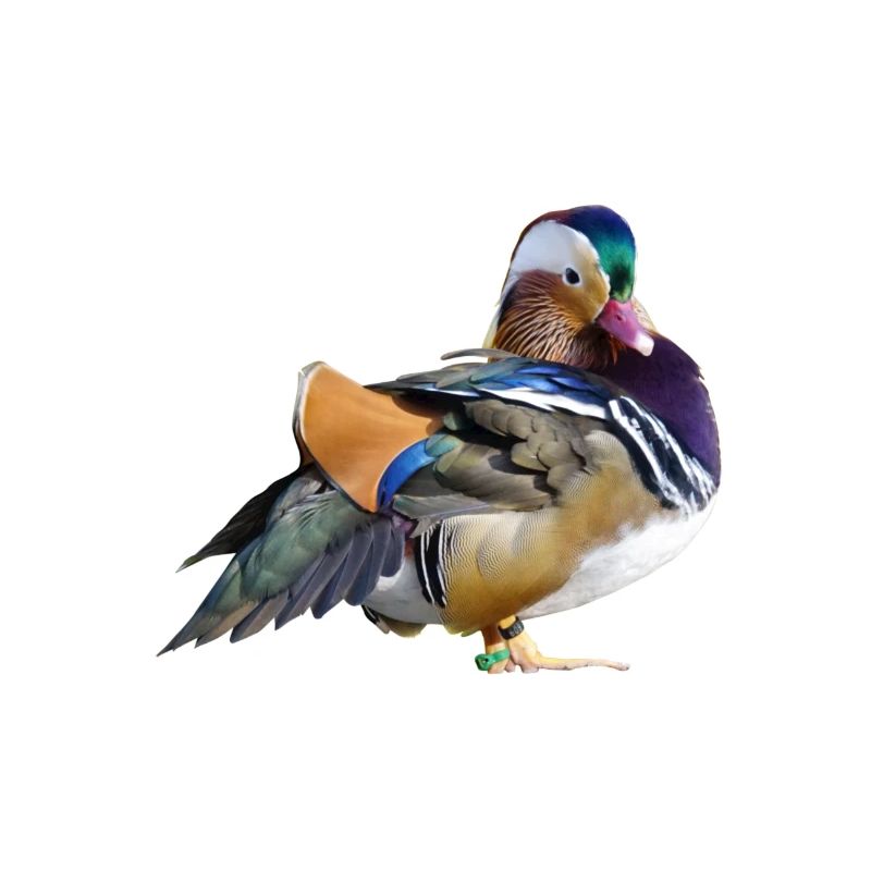 canard