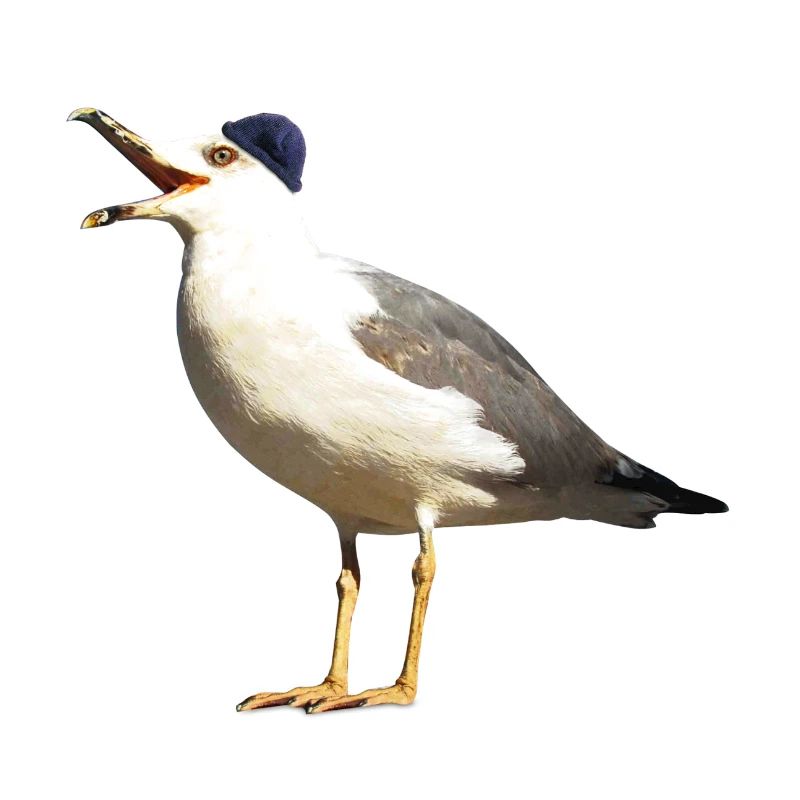 Möwe mit Mütze