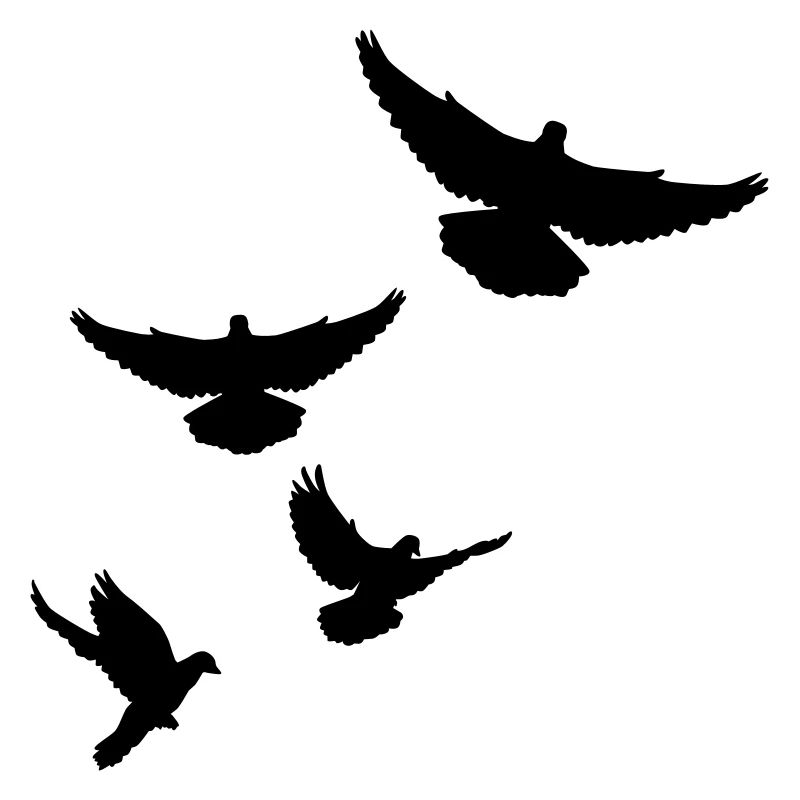 Pigeon