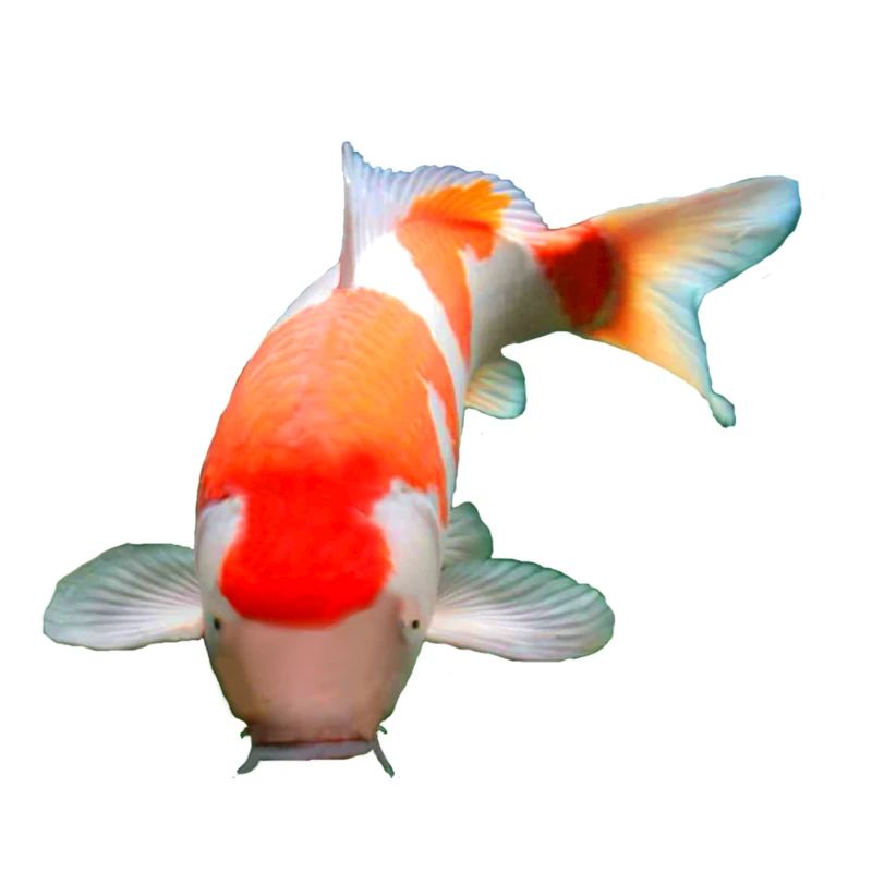 kohaku