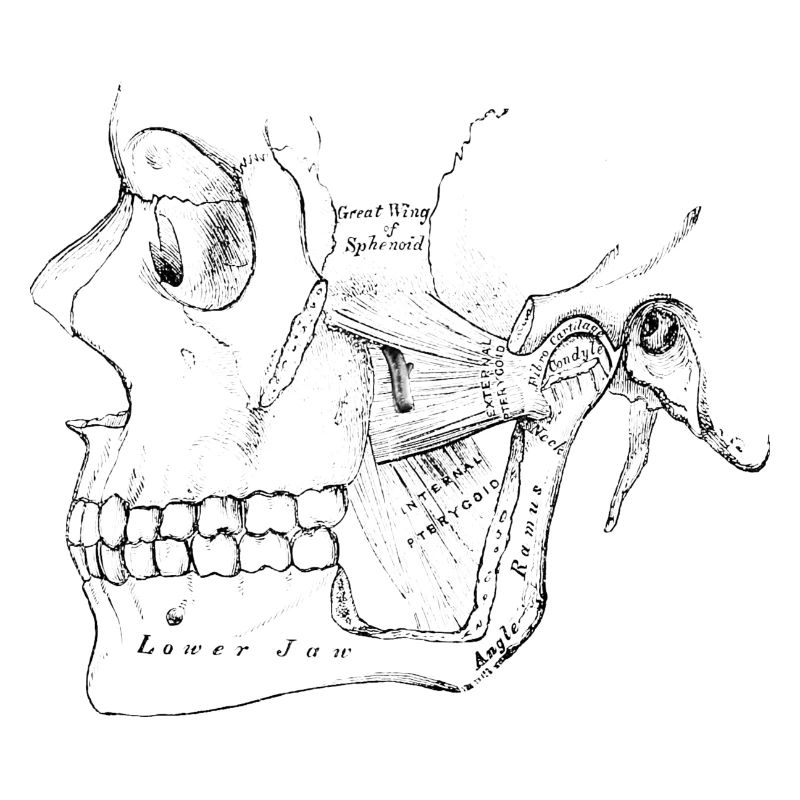 Human Body - Skull