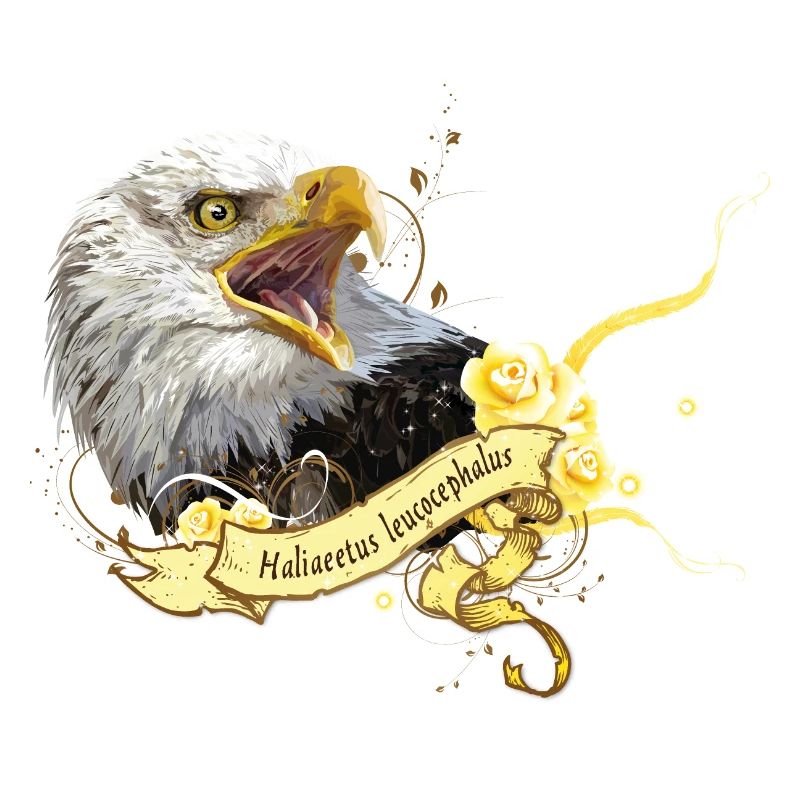 Aigle chauve