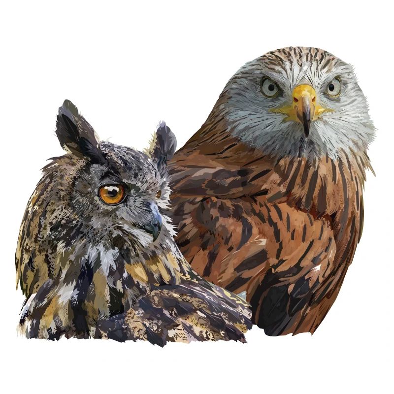 Greifvogel