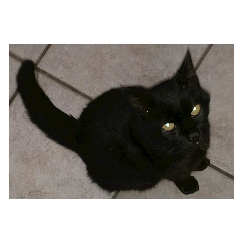 Schwarze Katze