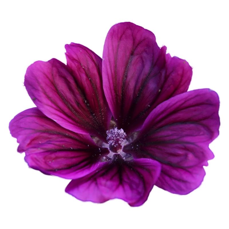 Malve violette Blüte