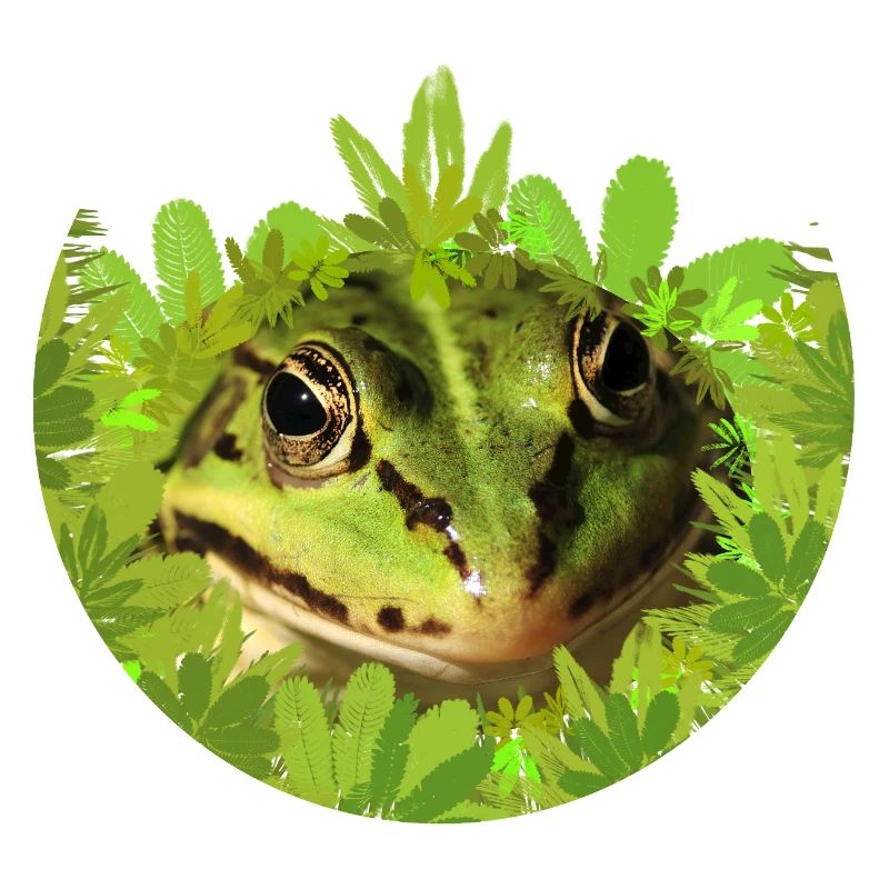 Frog King Prince Tree Frog
