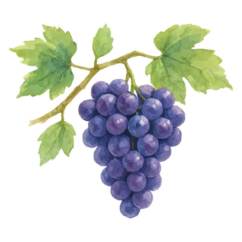 Illustration aquarelle de raisins