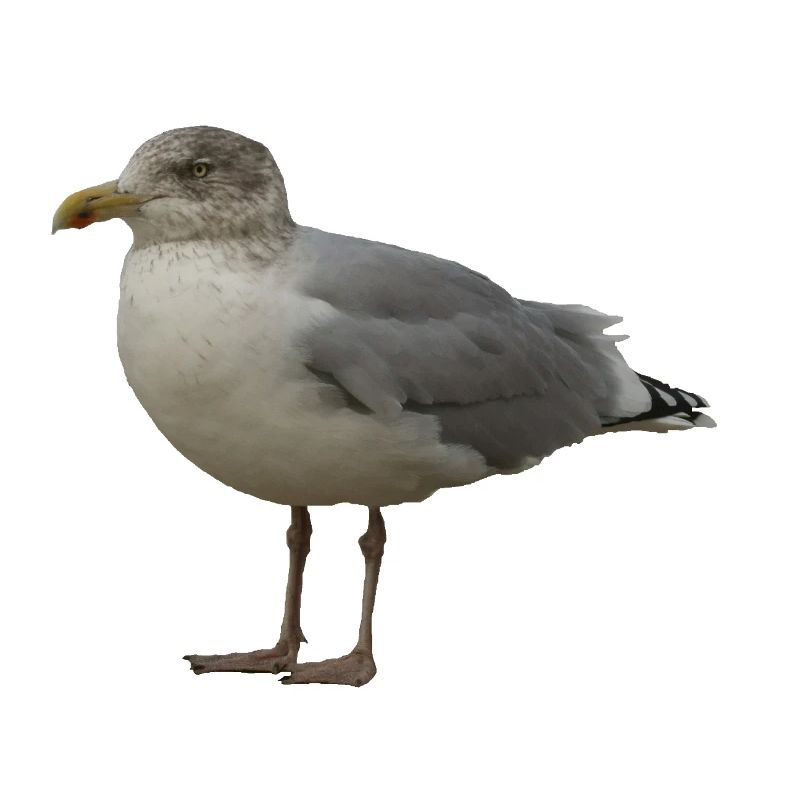 Mouette sur la plage Illustration
