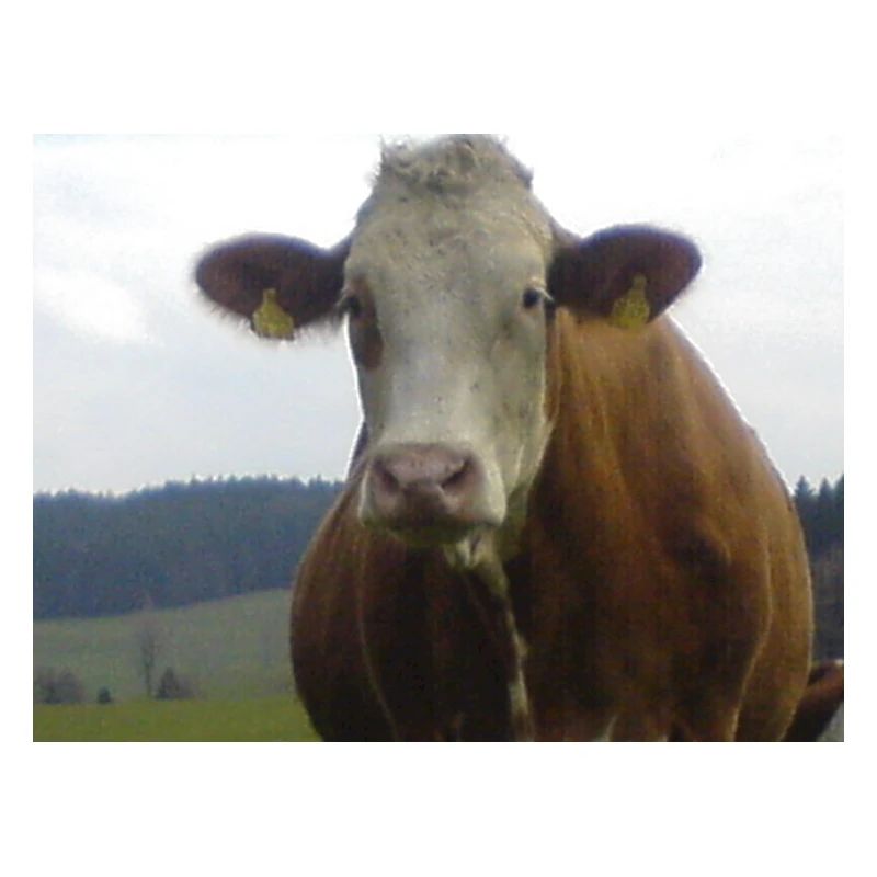 cow